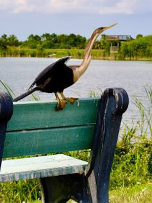 Ritch Grissom Memorial Wetlands