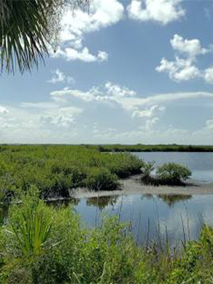 Black Point Wildlife Drive