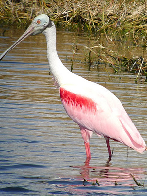 Space Coast Birding and Wildlife Festival